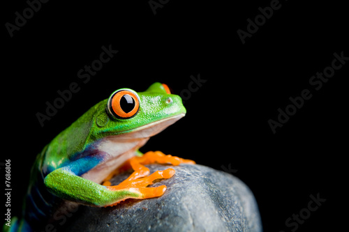 red-eyed tree frog on a rock isolated