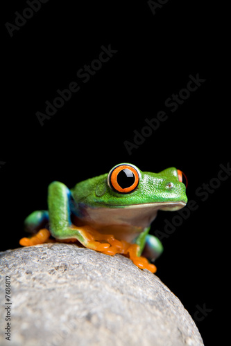 frog on rock isolated black