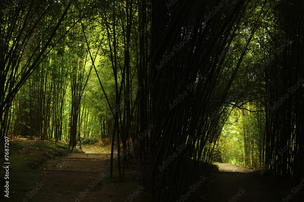 Obraz premium tunnel bambou