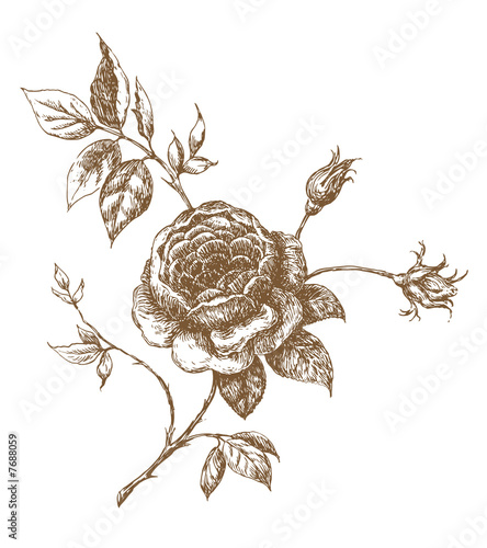 rose