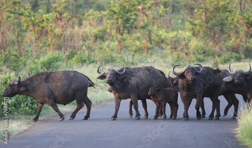 Herd of African buffaloes