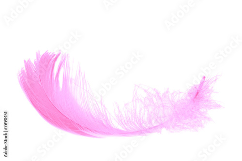 pink feather isolated on white