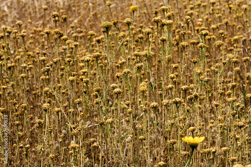 dry flowers of desert