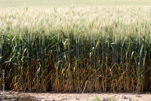 rural scenery, spring time, wheat field