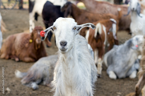 goats in Shelter