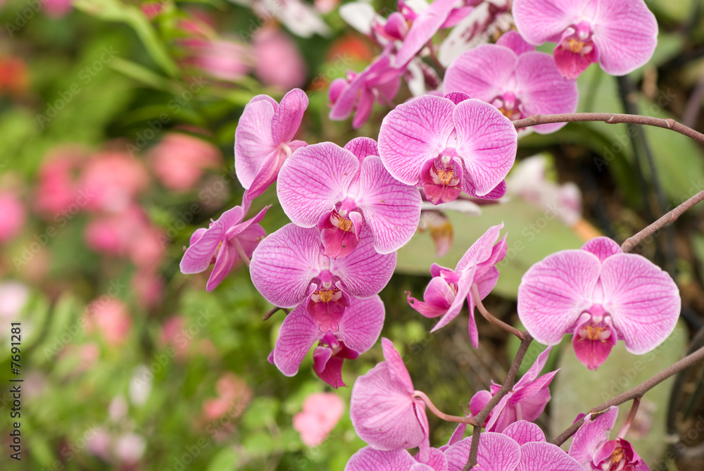 Obraz premium orchid