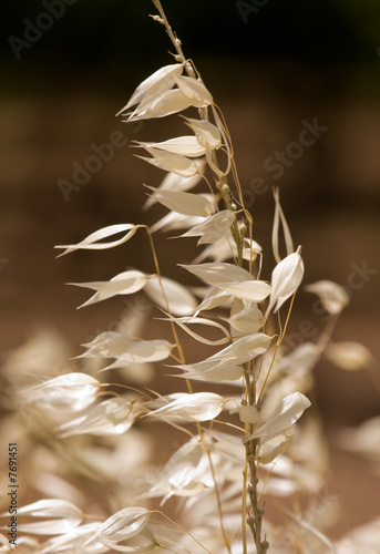 dry grass on the sunlight