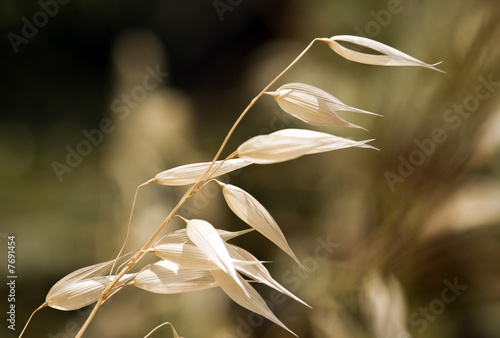 dry grass on the sunlight