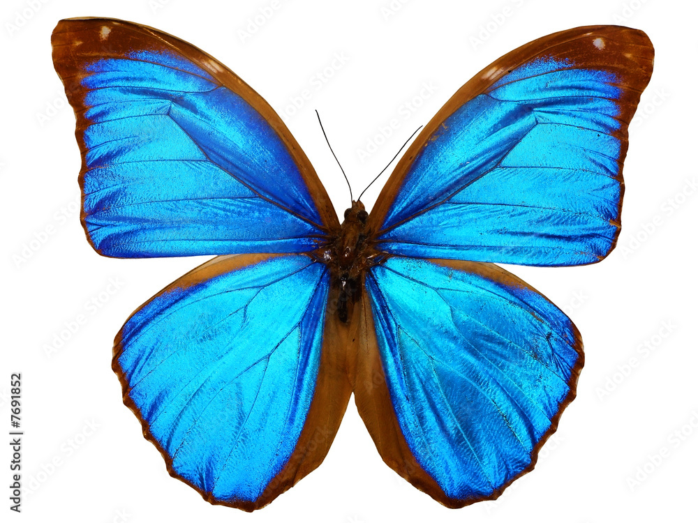 Obraz papillon ( morpho menelaus, brésil )