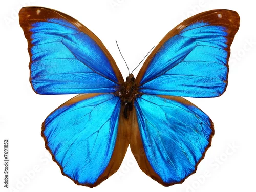 Fototapeta samoprzylepna motyl (morpho menelaus, brazylia)