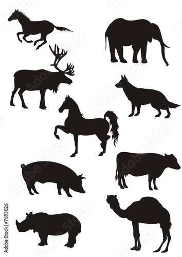 Animales