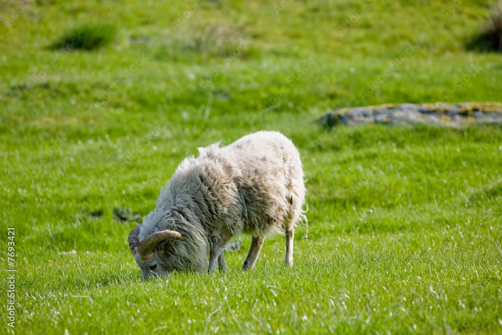 Obraz premium Grazing Sheep