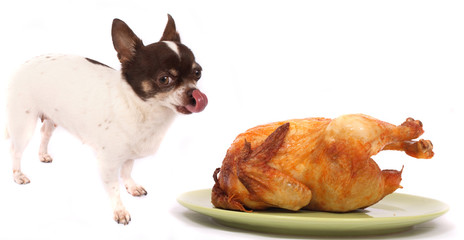 dog and chicken