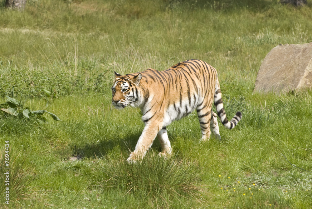 Obraz premium Siberian Tiger (Panthera Tigris Altaica)