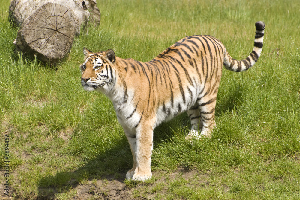 Siberian Tiger (Panthera Tigris Altaica) Siberian Tiger (Panthera Tigris Altaica)