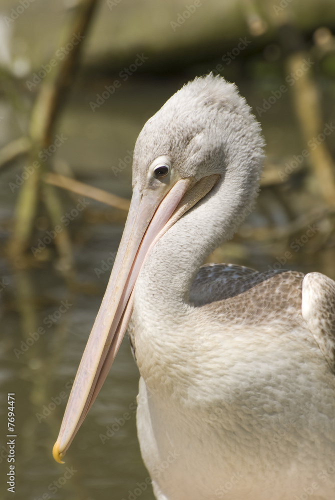 Pink-backed Pelican (Pelecanus Rufescens)