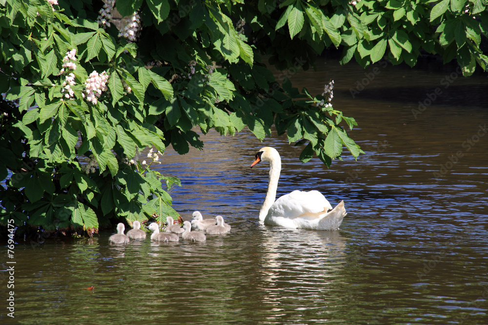 Obraz premium Swan and her sgynets