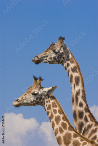 Fototapeta Naklejka Na Ścianę i Meble -  Two Rothschild Giraffes (Giraffa Camelopardalis Rothschildi)