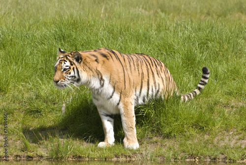 Siberian Tiger  Panthera Tigris Altaica 