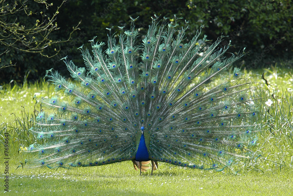 Obraz premium Kouan-Yin