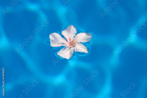 blaues wasser, weiße Blüte