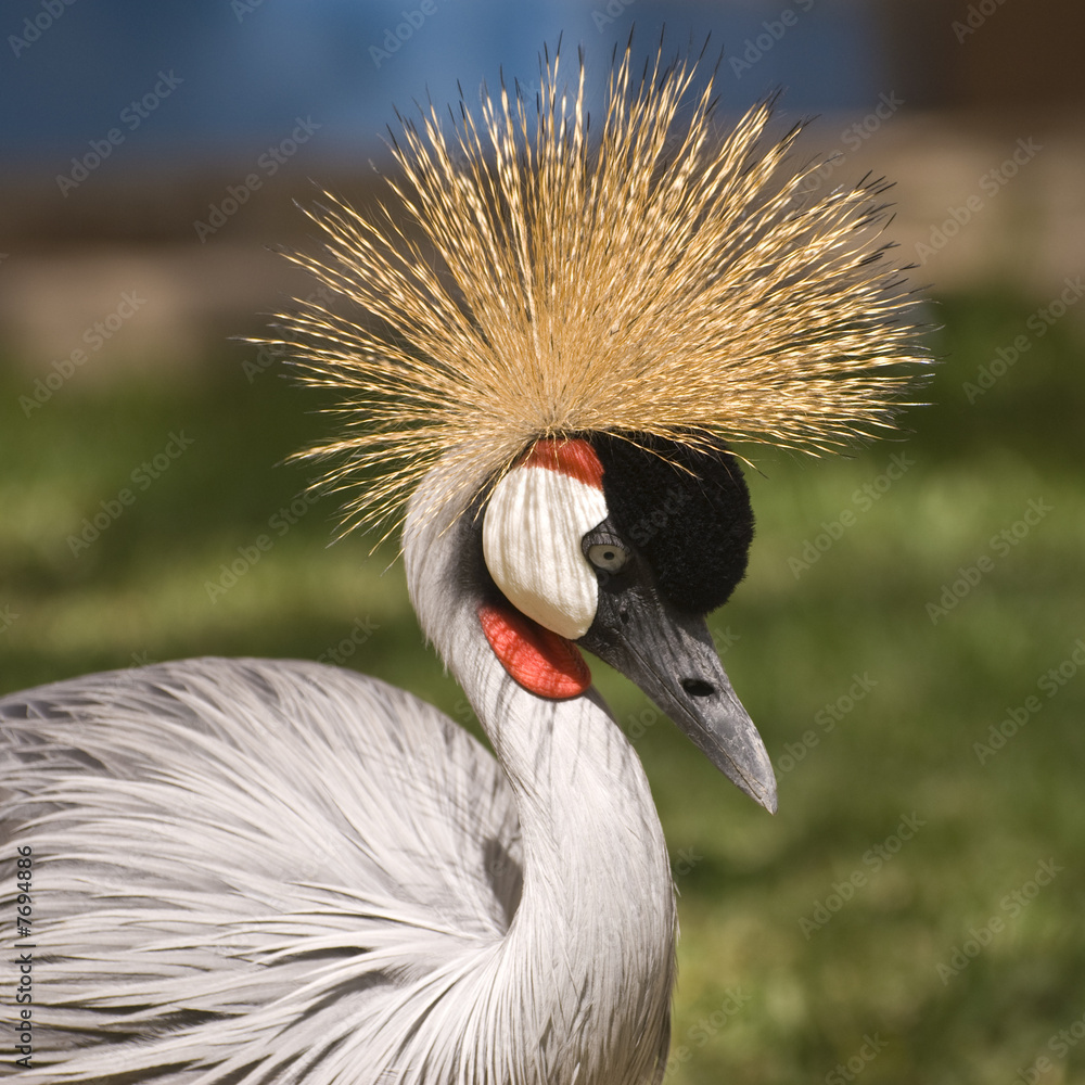 Fototapeta premium Grey Crowned Crane