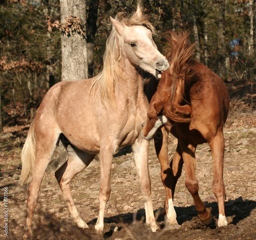 Arabian colts fighting