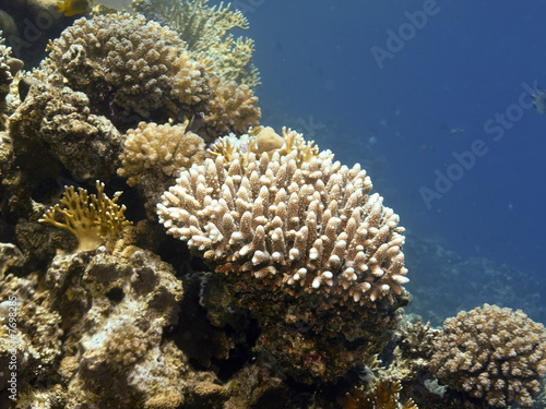coral duro