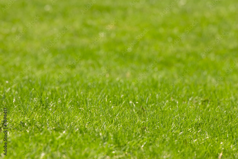 Grass background lit by afternoon sun Grass background lit by afternoon sun