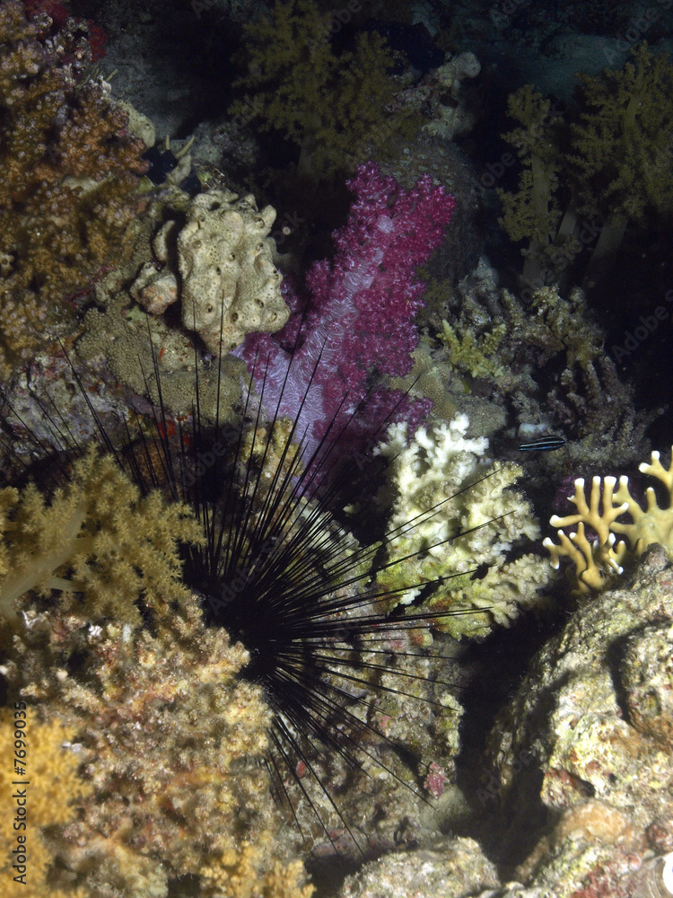 Obraz premium fondo coralino