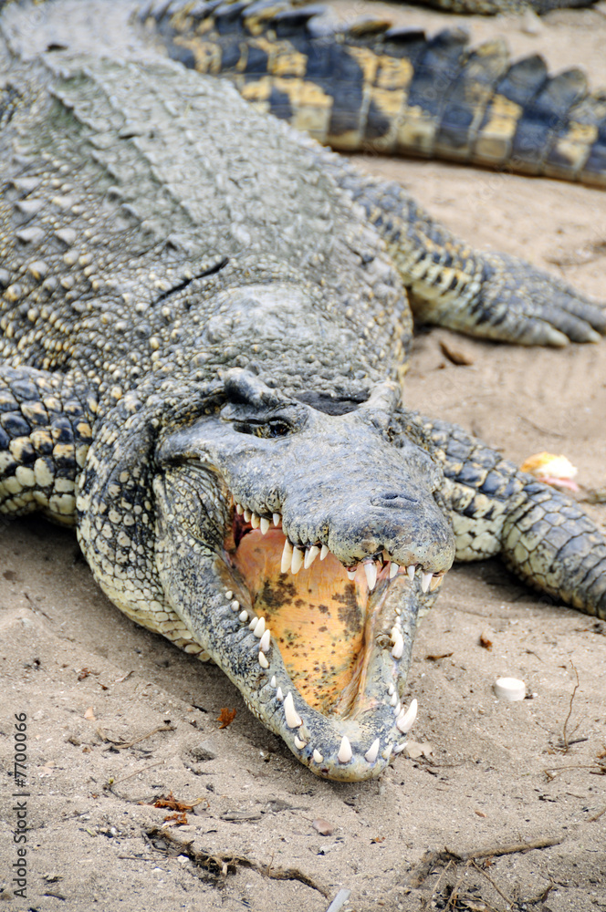 Obraz premium Crocodrile