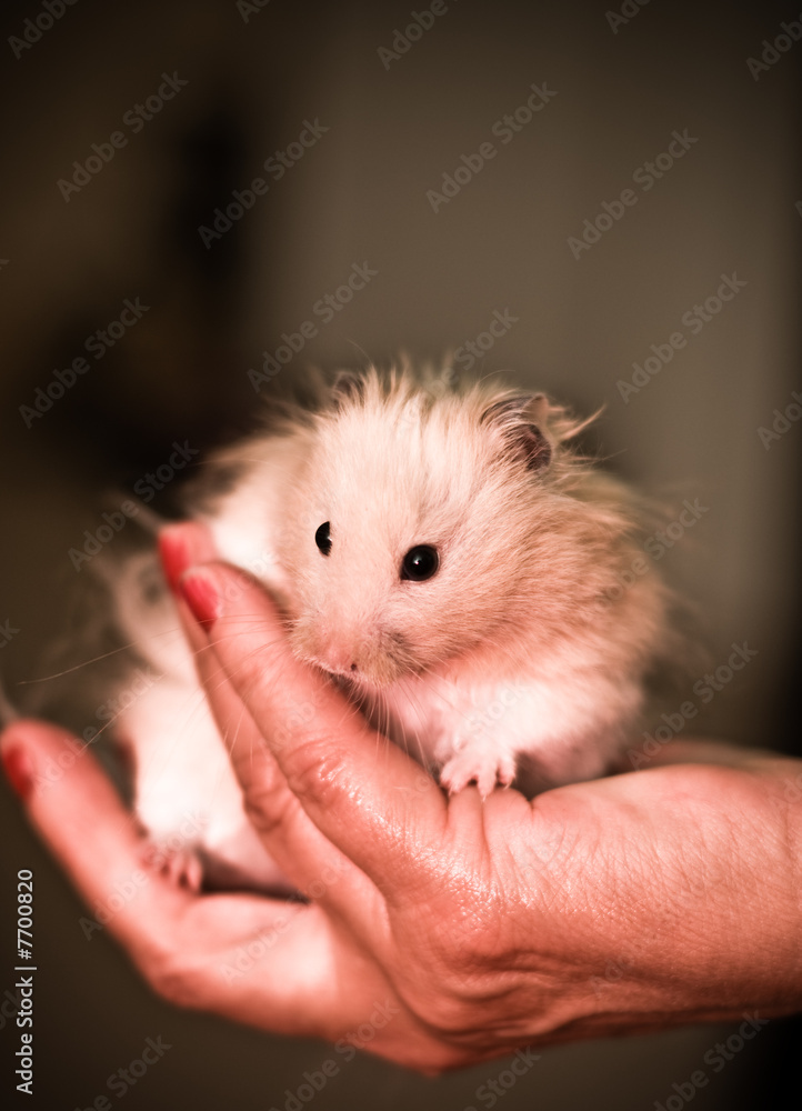 Hamster Hamster