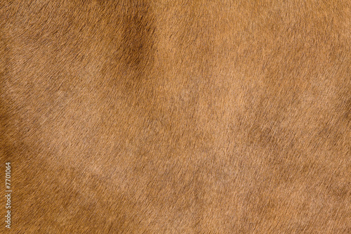 a horse fur close up