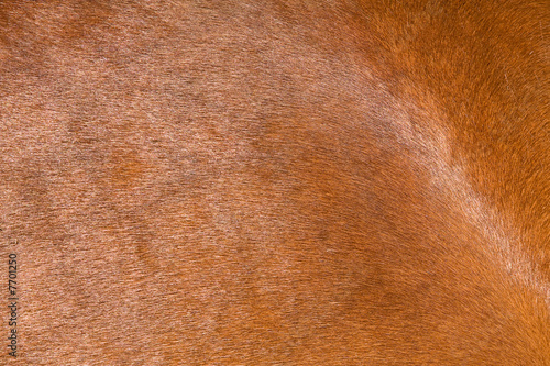Foto a horse fur close up