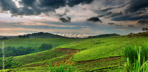 Tea plantation in Uganda