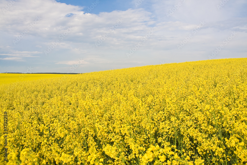 beautiful field of spring rape