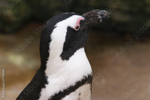 Fototapeta Naklejka Na Ścianę i Meble -  African Penguin