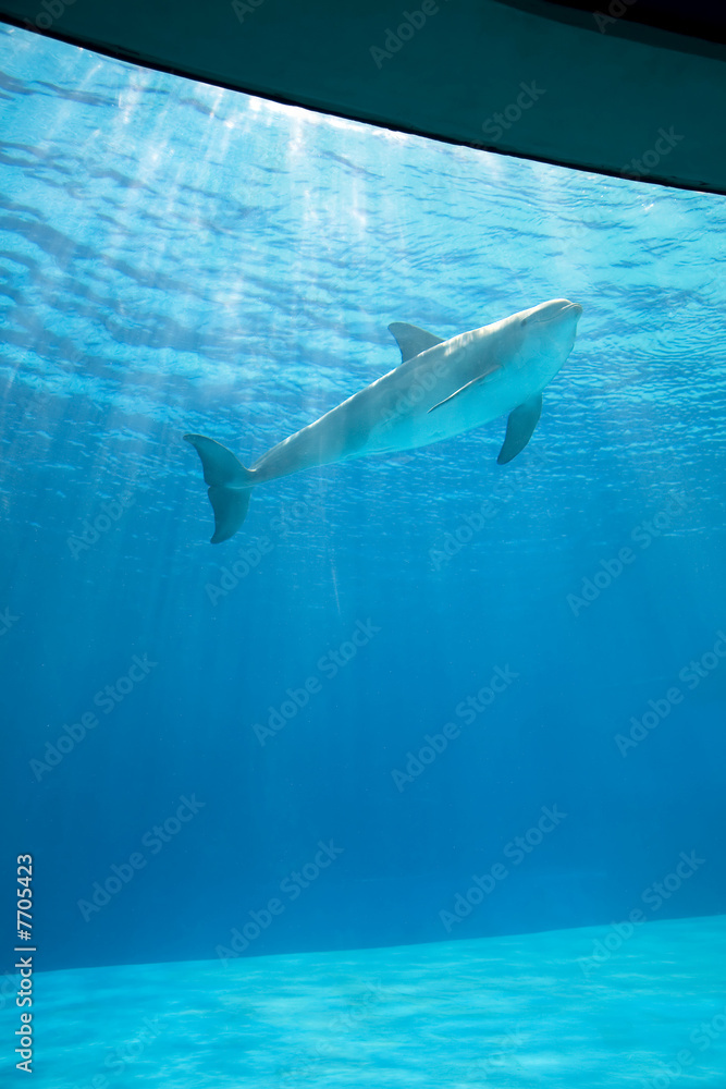 Fototapeta premium Lonely dolphin in aquarium