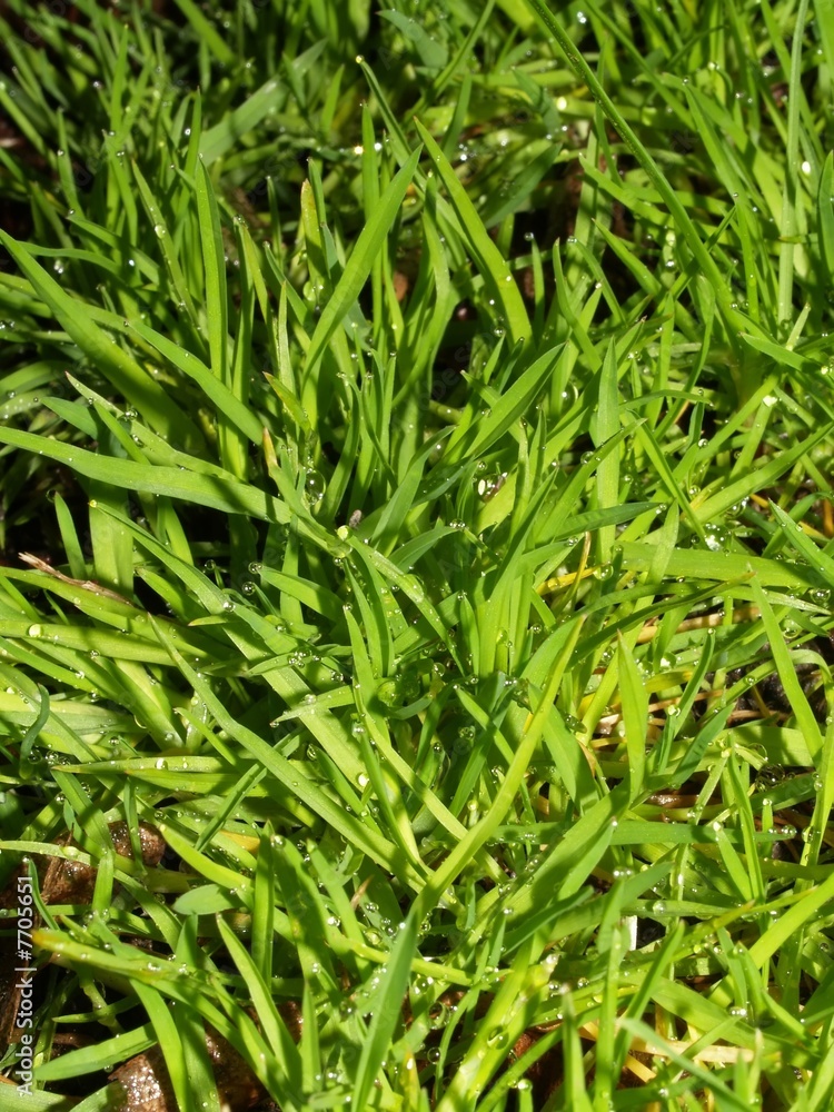 green grass with drops of rain green grass with drops of rain