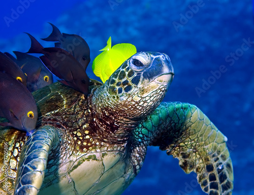 Fish eating the algae on a turtle photo