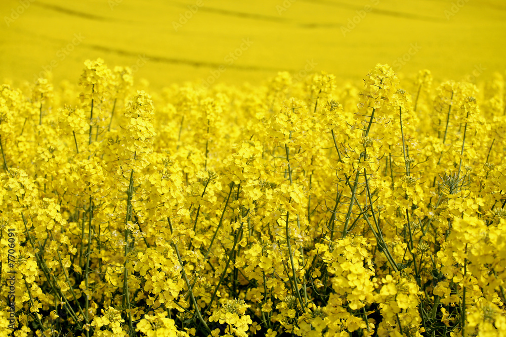 Obraz premium yellow field with oil seed rape in early spring