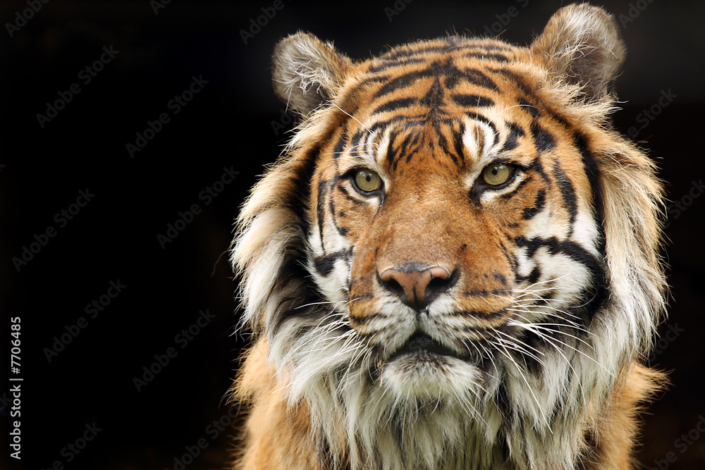 Fototapeta premium Endangered Sumatran Tiger
