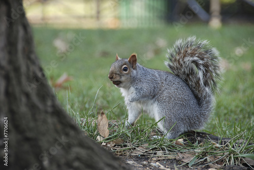 Cute squirrel with hazelnut