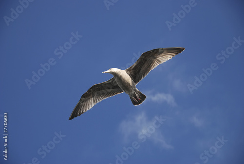 Seagull in sunlight