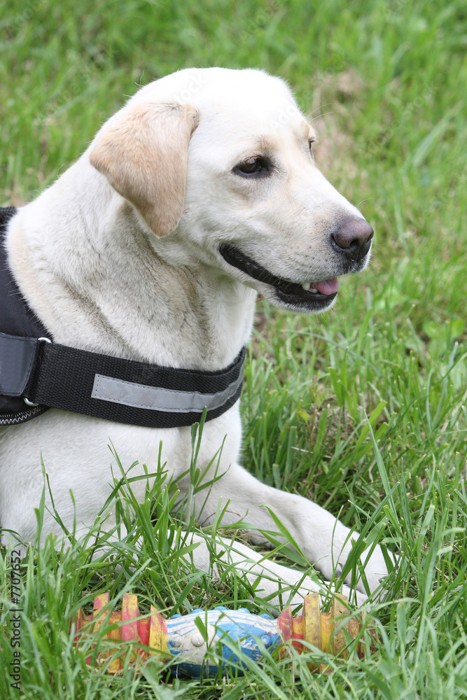 Labrador retriever portrait