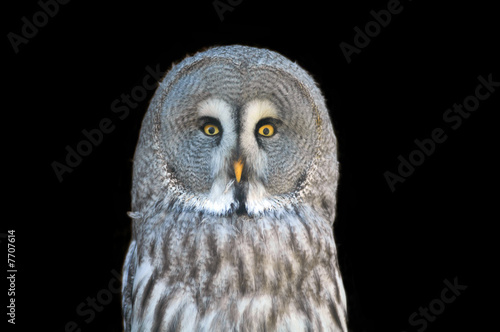 Habichtskauz (Ural owl)