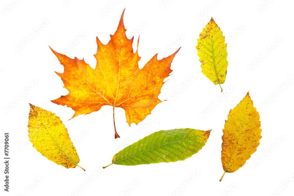 Assortment of leaves Assortment of leaves