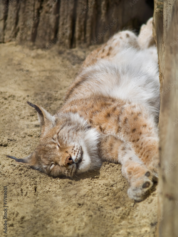 Obraz premium sleepeng lynx