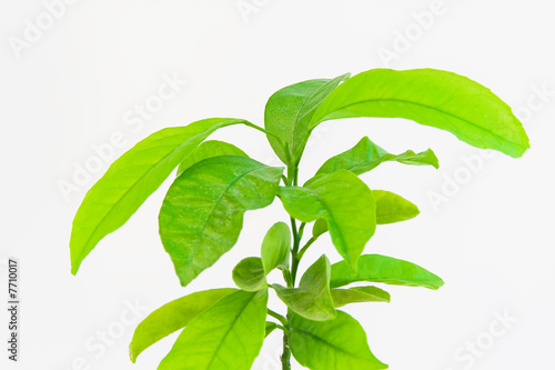 orange tree in a flowerpot