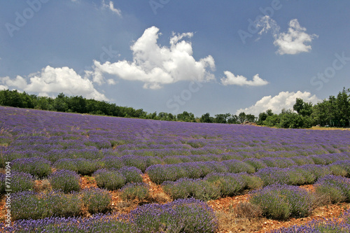 Lavendelfelder bei Sault, Provence. photo